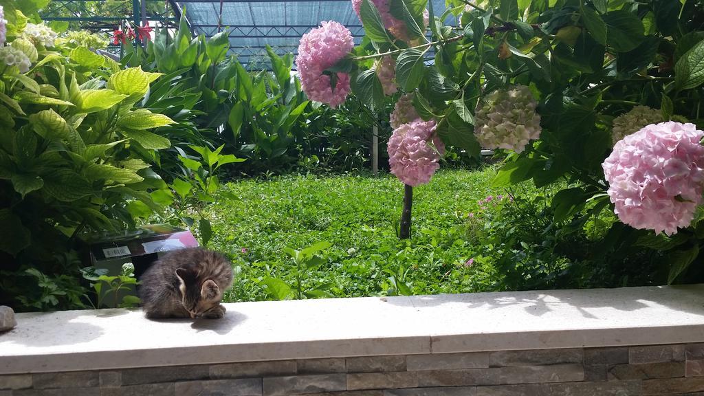 פודסטראנה Holiday Home Petra מראה חיצוני תמונה